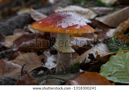 Amanita muscaria in the beech forest with ice on the cap. Also known as the fly agaric or fly amanita. European natural environment, poisonous mushroom.