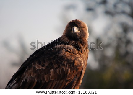 Picture of a Golden Eagle