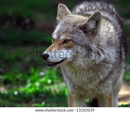Picture of a coyote