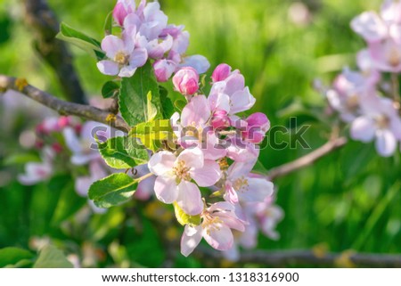 Branch with a beautiful flowering apple blossoms somewhere in the fruit region De Betuwe in the Netherlands