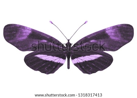 purple butterfly. isolated on white background