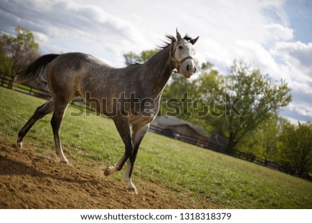 Horse trotting in pen