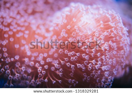Coral on blur background 