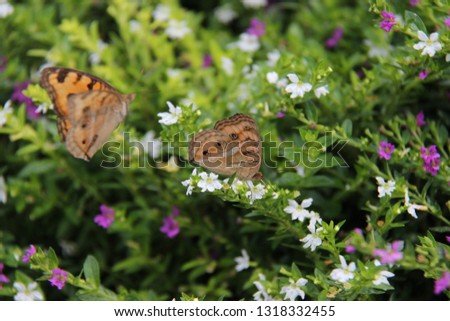 two beautiful butterflies enjoy fresh flowers. a pair of butterflies foraging in a flower garden