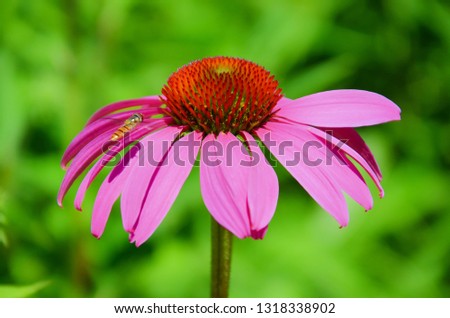 Macro photography of Echinacea purpurea/eastern purple coneflower or also hedgehog coneflower captured together with a hoverfly flying around. The picture has blurred green background. 