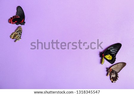 Beautiful tropical butterflies on color background