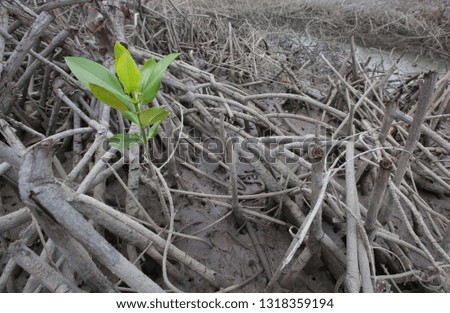 The only surviving mangrove tree
