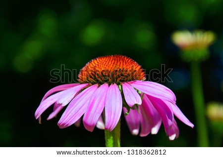 Awesome close up picture of Echinacea purpurea, known also as purple coneflower, with dark blurred background. The wonderful flower has purple leaves and spiny red center. 