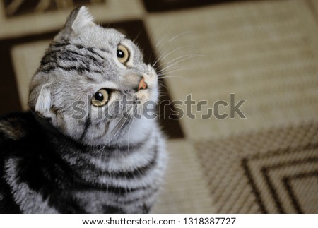 Scottish fold cat looks up at home. striped cat. Close up