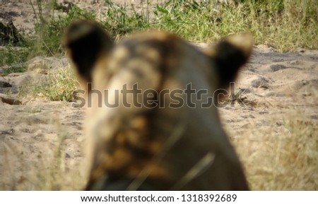 Abstract photo with obscured lioness looking in distance at Ruaha National Park in Tanzania near Iringa