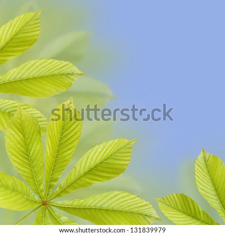 Beautiful green chestnut leaves. Background, Leaves pattern
