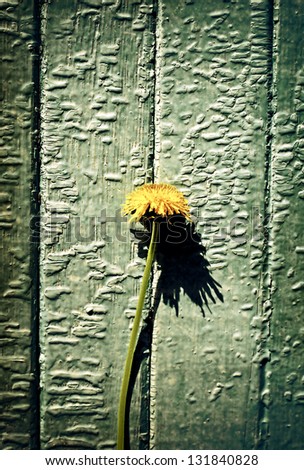 Vintage Photo of Dandelion on the Old Wall Background