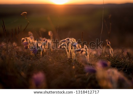 Cowbells Flowers Image Sunset 