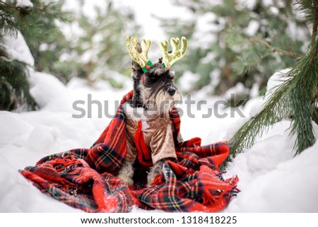 Dog breed Miniature Schnauzer in the winter forest