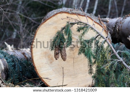 Sliced coniferous tree. On the background of which there is a branch with cones