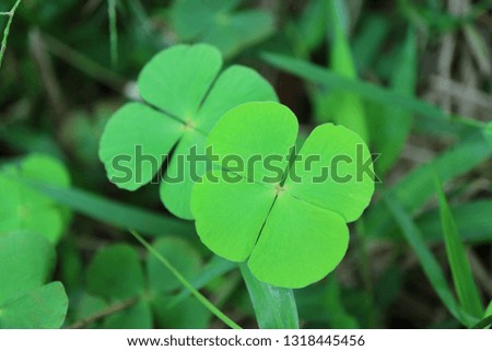 Closed up a Pair of Vibrant Green Four-leaf Clovers in the Field