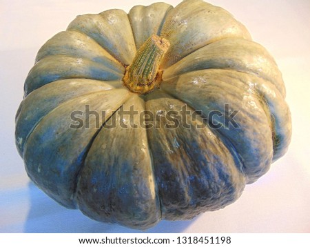   Mature big ribbed pumpkin on white background                             