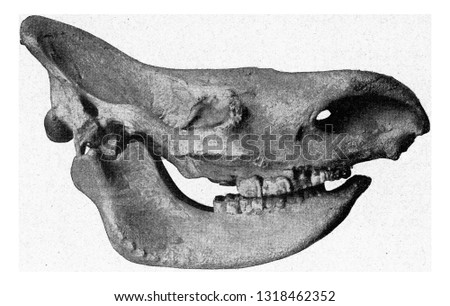 Skull of Rhinoceros antiquitatis, vintage engraved illustration. From the Universe and Humanity, 1910.
