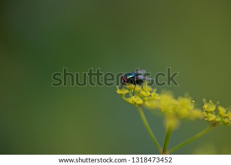 Fly sitting on a plant.