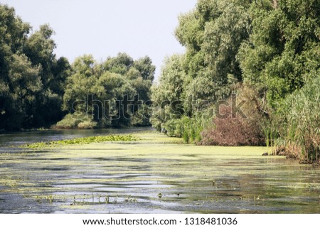 Landscape with waterline, birds, reeds and vegetation in Danube Delta, Romania 