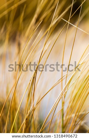 dry grass bents in winter on sea shore with blur background