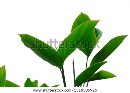 Close up water plant leaves on white isolated background for green foliage backdrop
