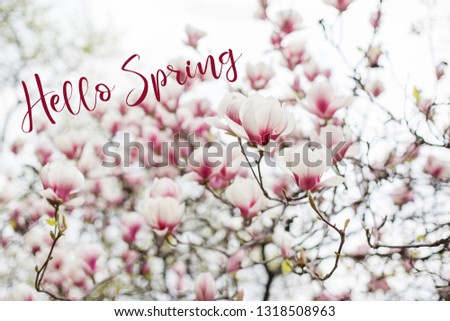 hello spring text sign, Magnolia tree white pink blossom with blurred background. Spring time background
