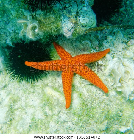 red sea star and sea urchin close up on the reef, underwater scene