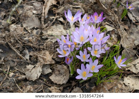 Violet crocus, plural crocuses or croci is a genus of flowering plants in the iris family. a bunch of crocuses, a meadow full of crocuses, close-up crocus, spring