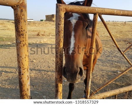 Brown horse portrait outdoors
