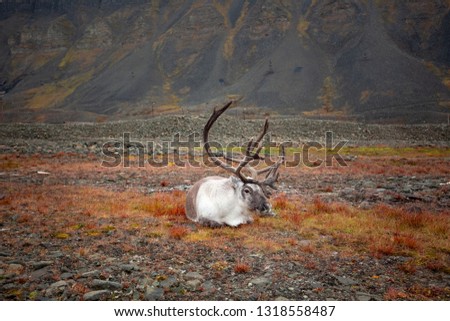 Wild reindeer in his natural habitat in the tundra of Svalbard, Norway, Arctic