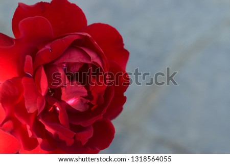 Red Flower with side sun shine