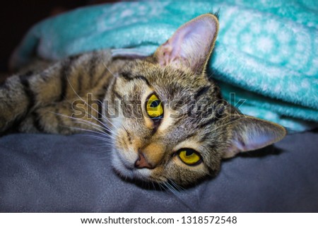 Cute cat lying on the side on bed. Yellow eyes, tiger like covered with a blue blanket. Close up. - Obraz