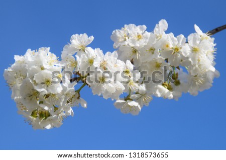 cherry blossoms in spring Royalty-Free Stock Photo #1318573655