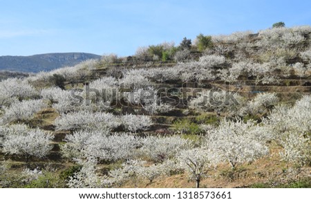cherry blossoms in spring Royalty-Free Stock Photo #1318573661