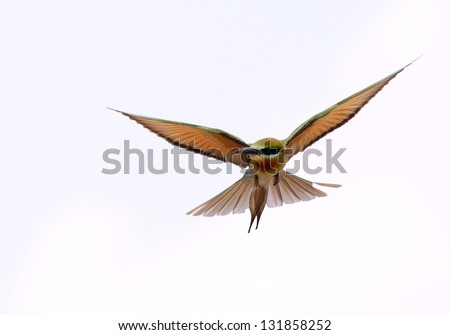 Flying Blue-tail bee-eater (Merops philippinus) is a near passerine bird in the bee-eater family Meropidae. It breeds in southeastern Asia. Royalty-Free Stock Photo #131858252