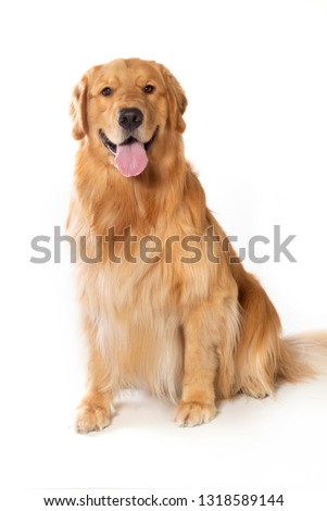 happy dog golden retriever on white bakground Royalty-Free Stock Photo #1318589144