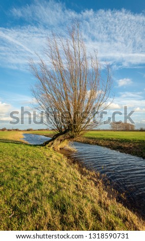 Skew growing bare pollard willow tree in a Dutch polder landscape. The photo was taken in the Zonzeelse Polder near the village of Wagenberg, North Brabant.