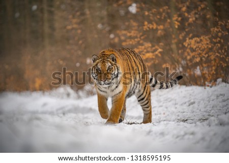 tiger on snow