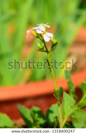 A white flower close up with blur background and insect 