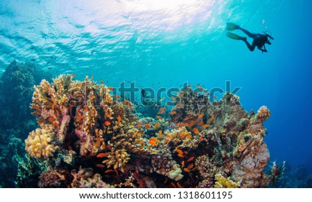 Young man scuba diver exploring coral reef. Underwater fauna and flora, marine life.
