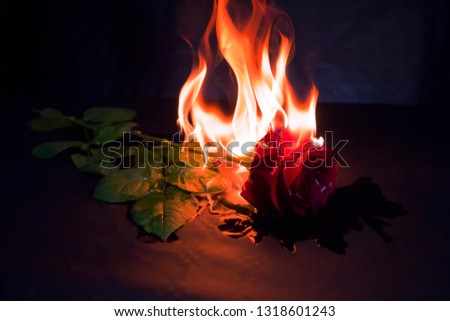 Burning rose with alcool