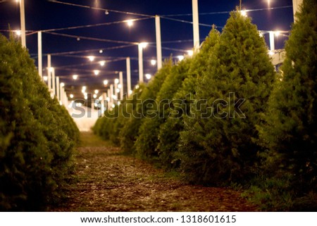 Lit-up Christmas tree farm at night.