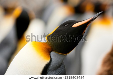 Curious Emperor Penguin (Aptenodytes forsteri) leans across to get a better look.