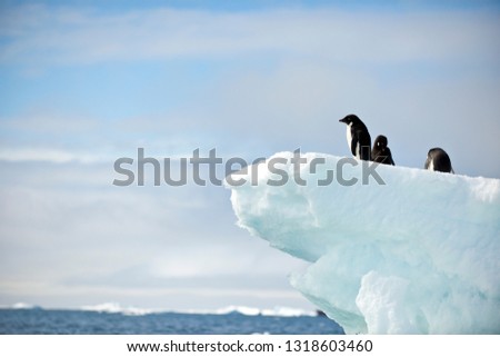 Three penguins contemplate jumping off the edge of an iceberg together.