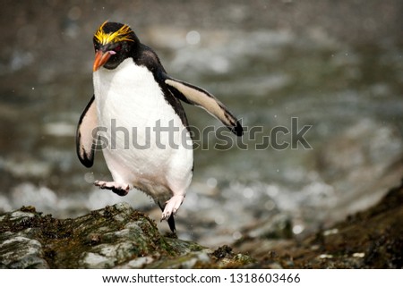Yellow-eyed Penguin leaping in mid air while moving across the beach.