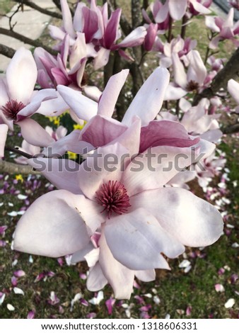 Closeup of blooming magnolia flowers in pink and white shades with blurry background of falling petals and green grass. This picture can be use as a wallpaper.