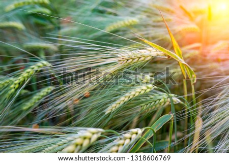 backdrop of ripening ears of wheat field on the sunset orange background Copy space of the setting sun rays on horizon in rural meadow Close up nature photo Idea of a rich harvest.