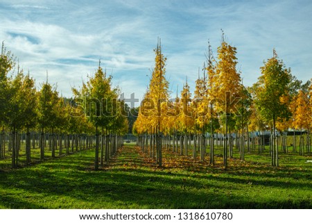 Privat garden, parks tree nursery in Netherlands, specialise in medium to very large sized trees, plantation of grey alder trees in rows Royalty-Free Stock Photo #1318610780