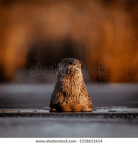 otter swiming in a marsh